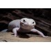 Gecko leopardo diablo blanco - eublepharis macularis